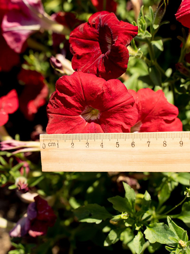 Партнер Петуния серия "Амбре" ВИТЕЛИЯ F1 / многоцветковая каскадная^(5шт в амп), изображение 2