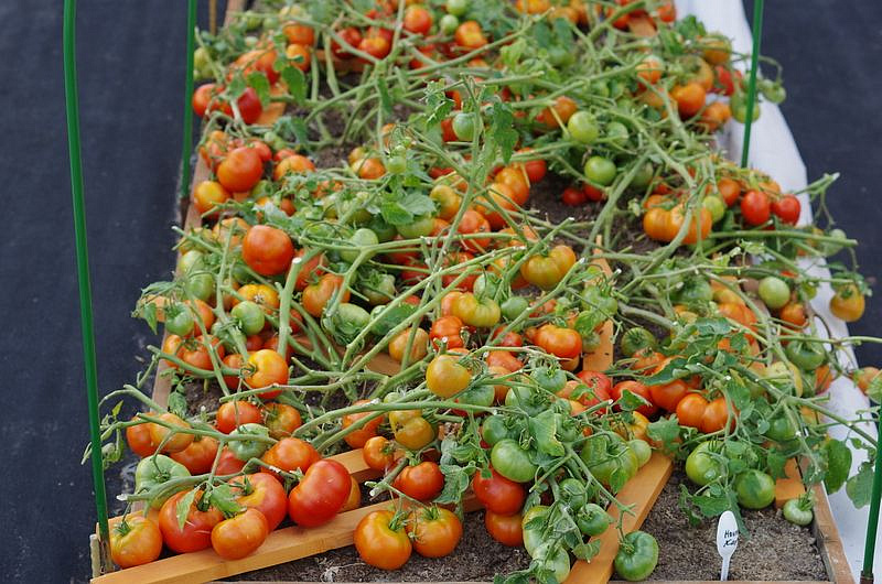 Партнер Томат МОНГОЛ КАРЛИК ^(10шт) 2-ной пак, изображение 3