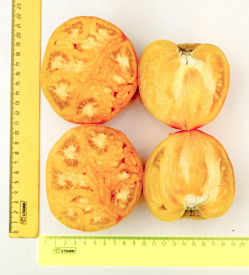 Партнер Томат СОКРОВИЩЕ ИНКОВ F1 ^(10шт) 2-ной пак, изображение 3