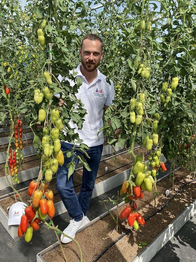 Партнер Томат ЦАРСКОЕ ИСКУШЕНИЕ F1 ^(10шт) 2-ной пак, изображение 5