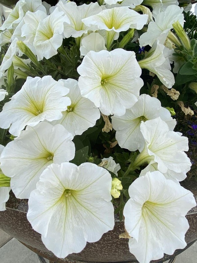 Партнер Петуния серия "Ма Шери" АЛЬБИНИЯ F1 / многоцветковая полуампельная^(5шт в амп), изображение 3