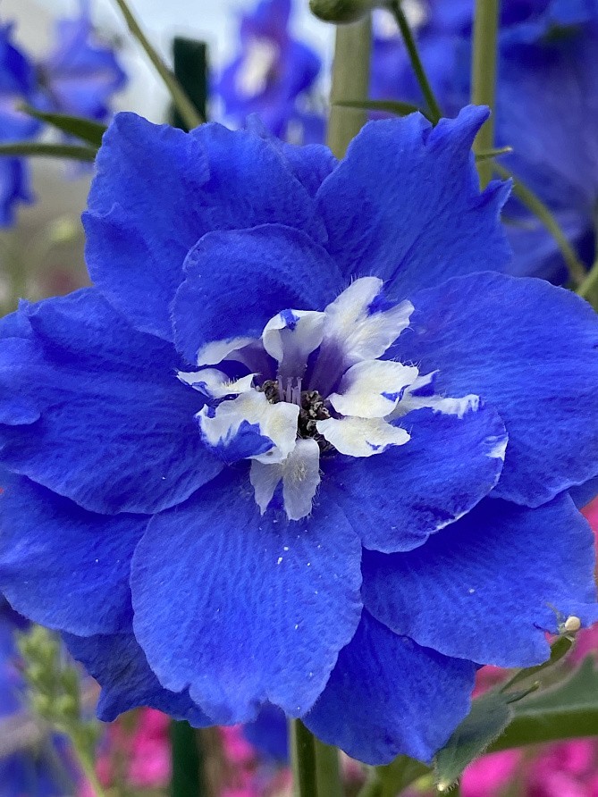 Партнер Дельфиниум F1 новозеландский РОЙЯЛ АСПИРЕЙШЕН ^(3шт), изображение 4