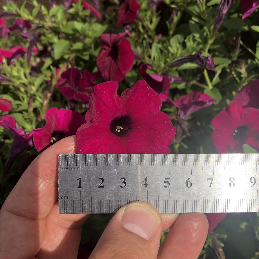 Партнер Петуния серия "Амбре" ГАБРИЭЛА F1 /многоцветковая каскадная ^(5шт в амп), изображение 3