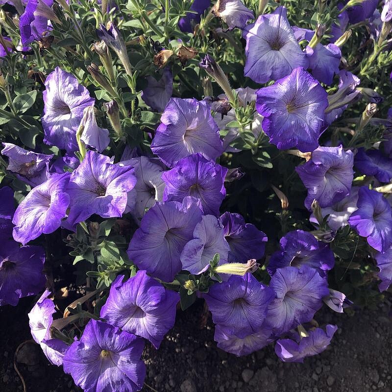 Партнер Петуния серия "Итальянка" КОЛОМБИНА F1 /многоцветковая каскадная голубая ^(5шт в амп), изображение 5