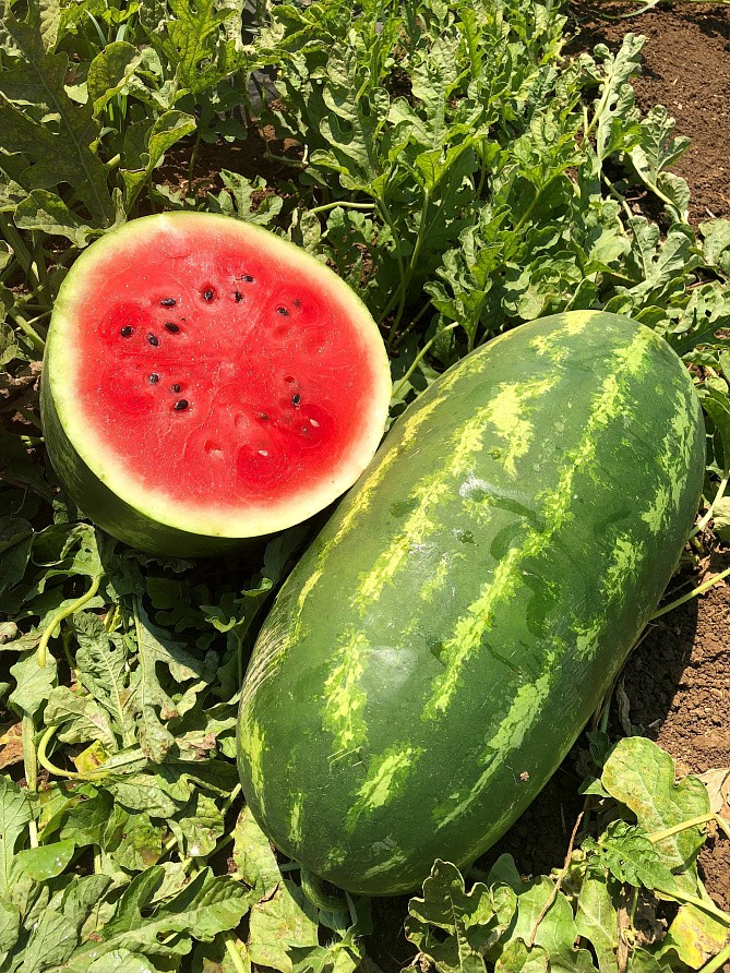 Партнер Арбуз БАЙСАН F1 ^(5шт) 2-ной пак, изображение 1