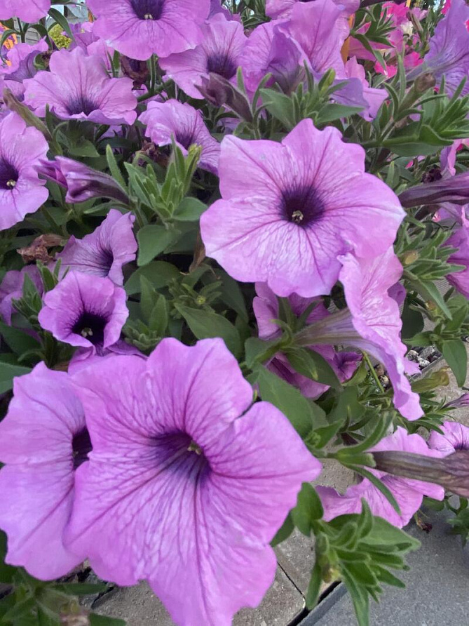 Партнер Петуния серия "Лагуна" ЛИЗЕТТА F1 /многоцветковая (мини) каскадная фиолетов лед ^(5шт в амп), изображение 5