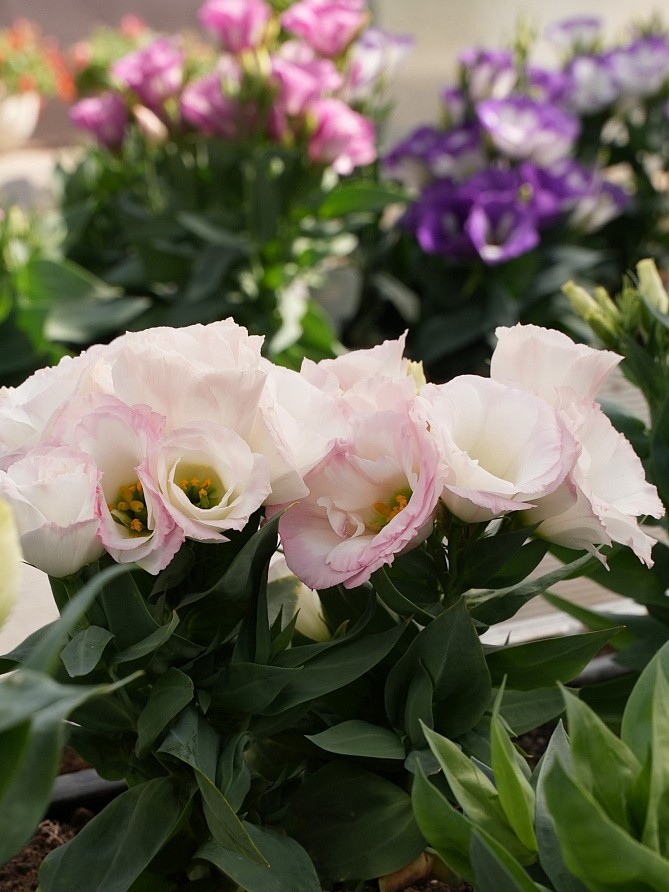 Партнер Эустома F1 карликовая махровая ЛЕДИ КЭМЕРОН ^(5шт в амп), изображение 5