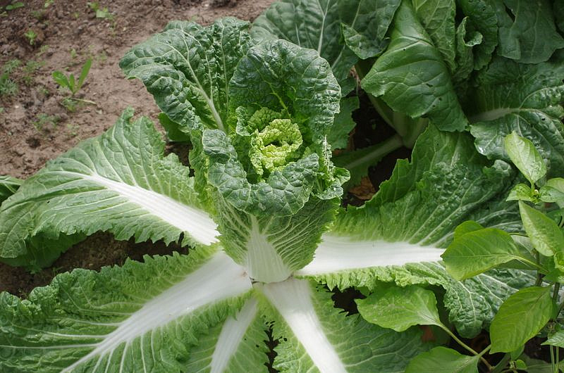 Партнер Капуста Пекинская ГИДРА F1 ^(0,5г), изображение 8