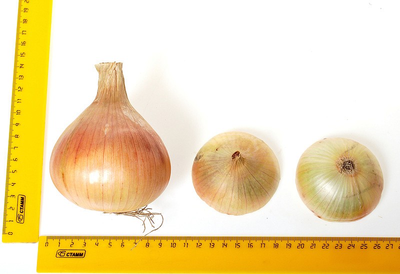 Партнер Лук репчатый ШЕТАНА МС ^(1г), изображение 5