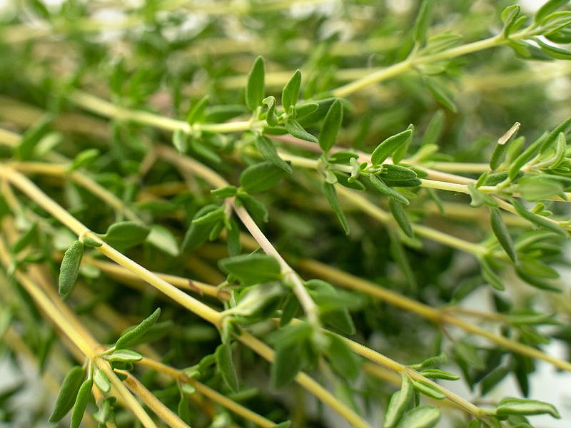 Партнер Тимьян РАДУЖНЫЙ ^(0,2г), изображение 3