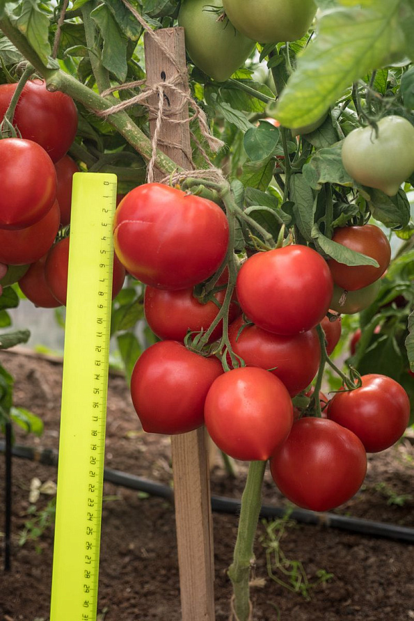 Партнер Томат АНТЮФЕЙ F1 ^(0,1г) 2-ой пак, изображение 4