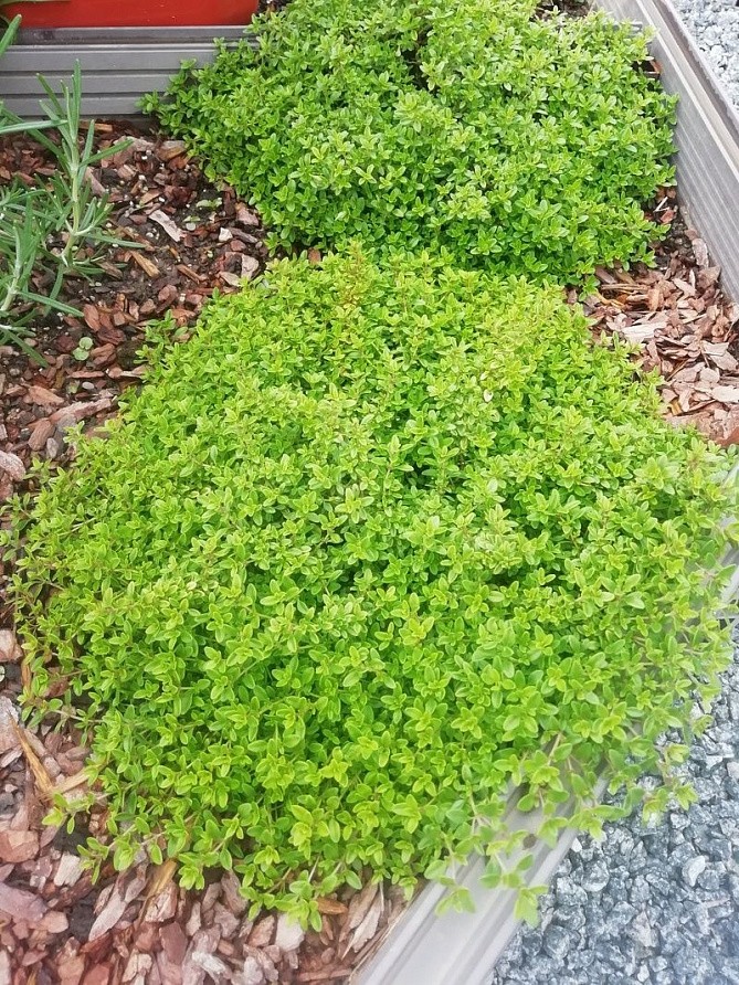 Партнер Тимьян овощной МЕДОК ^(0,2г), изображение 2