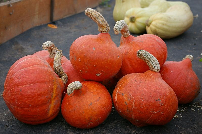 Партнер Тыква ОРАНЖ САММЕР F1 ^(3шт), изображение 5