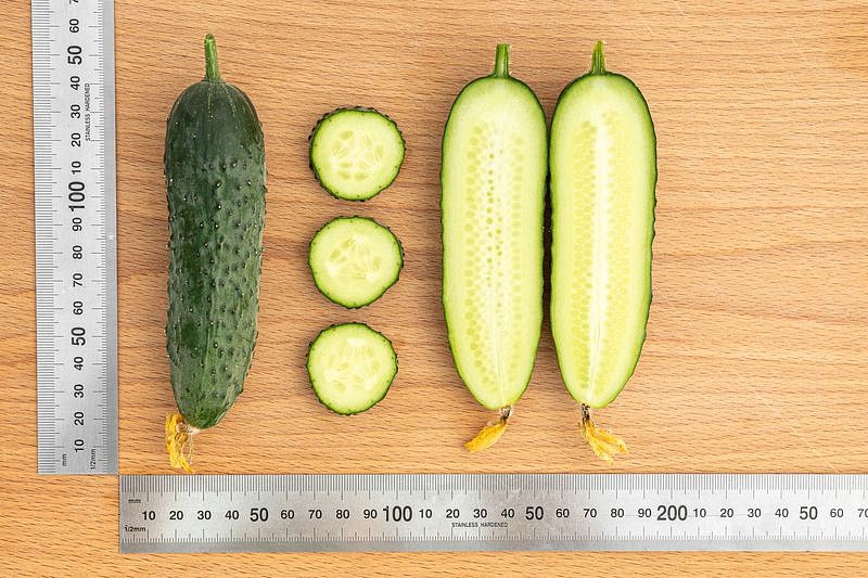 Партнер Огурец ГУННАР F1 ^(5шт), изображение 6