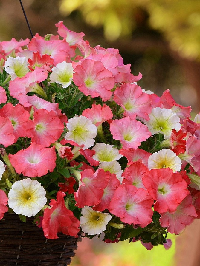 Партнер Петуния F1 серия ИЗИ ВЭЙВ РОЗИ ДОУН/ многоцветковая каскадно-ампельная^(5шт в амп), изображение 4