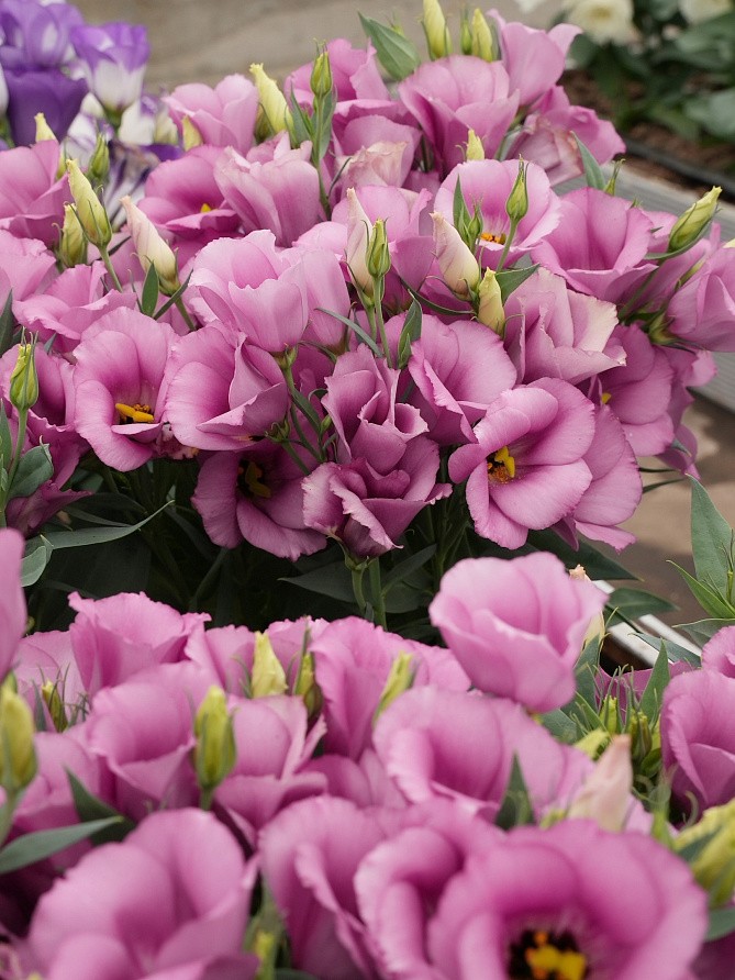 Партнер Эустома F1 карликовая МИСС ШАРЛИ ^(5шт в амп), изображение 6