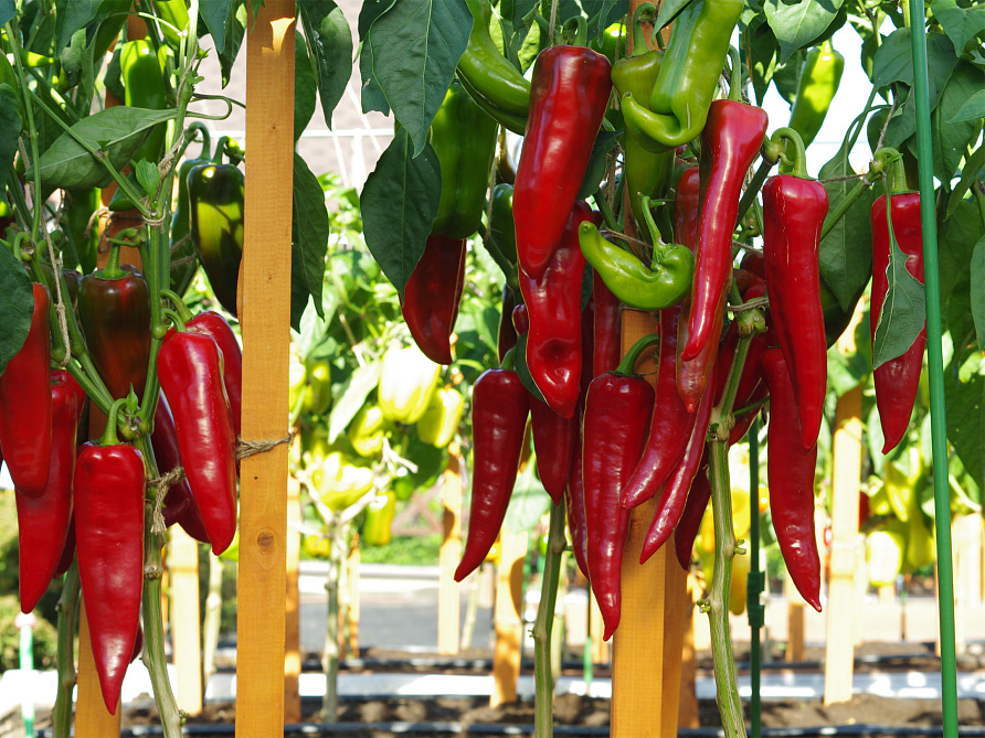 Партнер Перец САМАНДЕР F1 ^(5шт) 2-ной пак, изображение 1