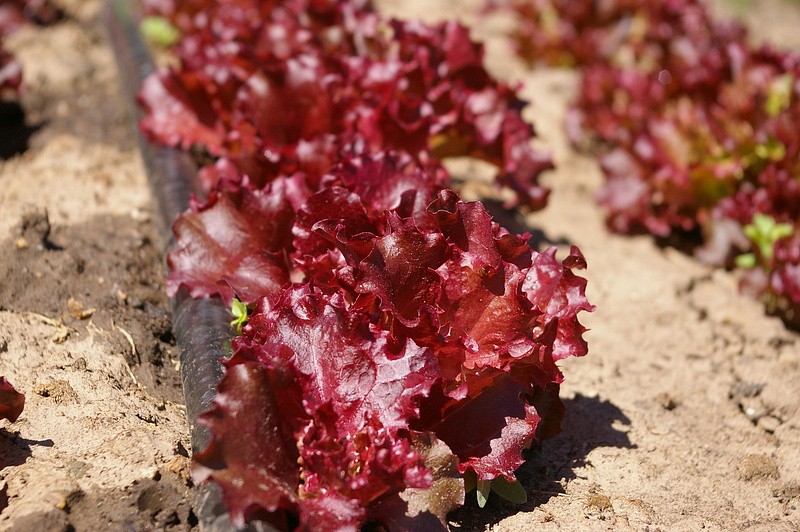 Партнер Салат листовой ЛОЛЛО РОССА ^(0,5г), изображение 4