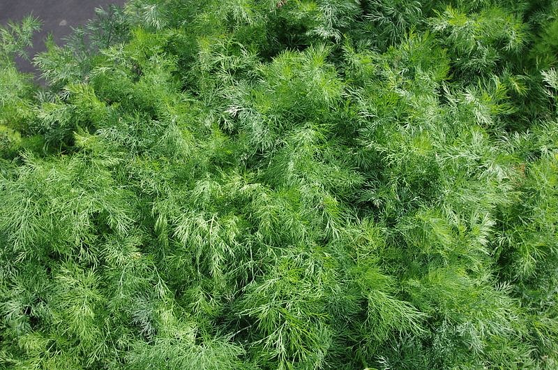 Партнер Укроп МОРАВАН ^(2г) , изображение 1