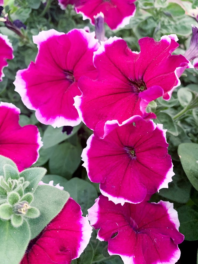 Партнер Петуния серия "Белладонна" БУРГУНДИ ПИКОТИ F1 / многоцветковая каскадная^(5шт в амп), изображение 2