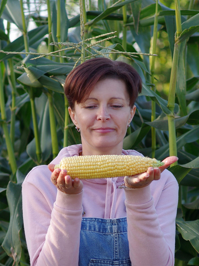 Партнер Кукуруза САММЕР СВИТ F1 ^(3г), изображение 3