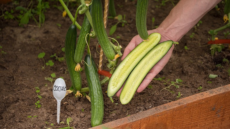 Партнер Огурец СОЛТИС F1 ^(5шт), изображение 1