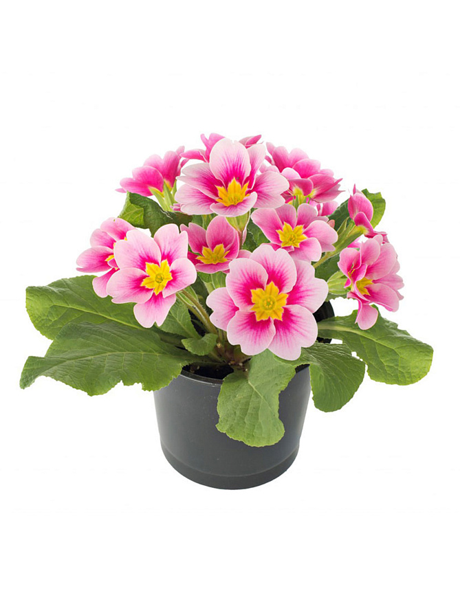 Партнер Примула F1 крупноцветковая ШАРЛОТТА ^(5шт в амп), изображение 1