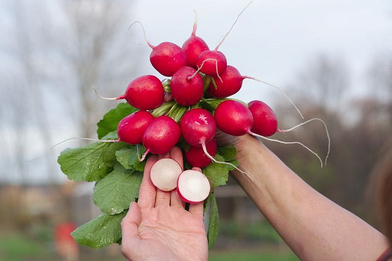 Партнер Редис ЦАРЕВНА F1 ^(1г), изображение 5