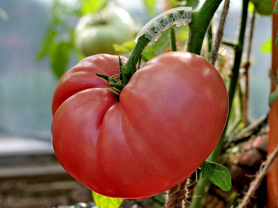 Партнер Томат СКВОРЕЦ F1 ^(0,1гр) 2-ной пак, изображение 3