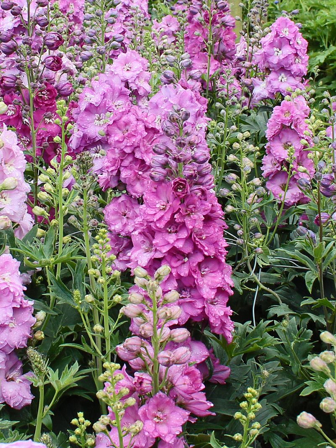 Партнер Дельфиниум F1 новозеландский МИНИ ПИНК ^(3шт), изображение 1