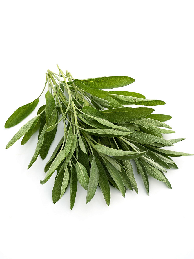 Партнер Шалфей лекарственный АЙБОЛИТ ^(0,5г), изображение 4