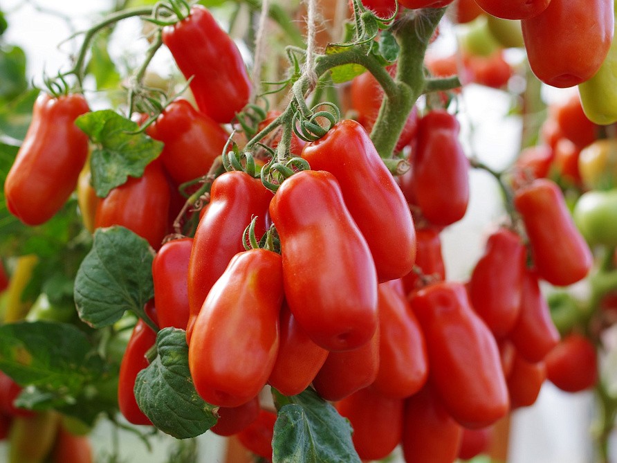 Партнер Томат ЖИГОЛО ^(0,05г) 2-ной пак, изображение 5