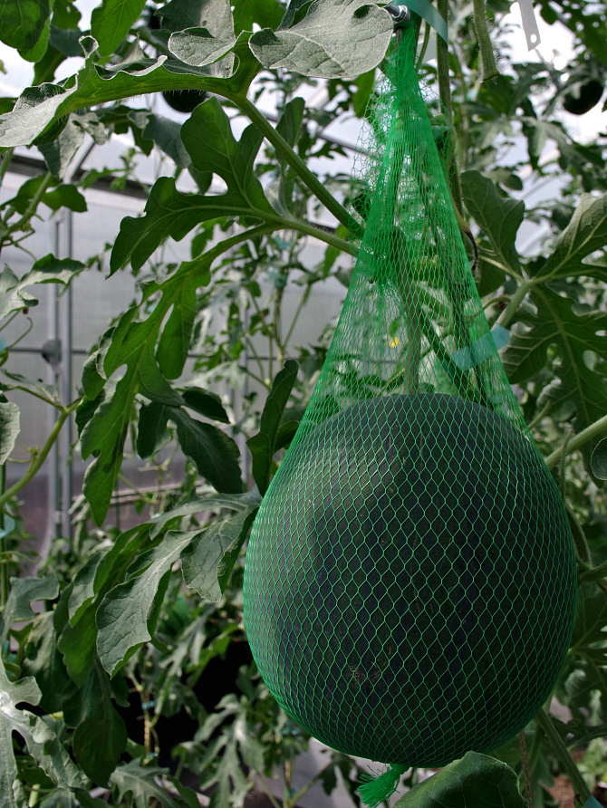 Партнер Арбуз ДИНАМИТ F1 ^(5шт) 2-ной пак, изображение 3