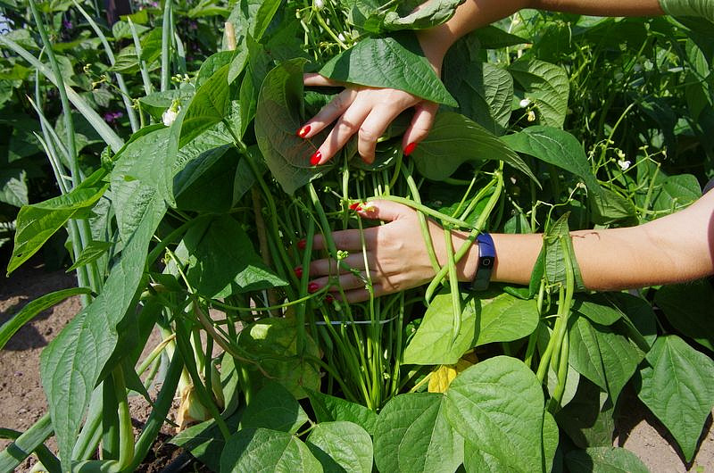 Партнер Фасоль спаржевая СЕРЕНГЕТИ ^(5г), изображение 2