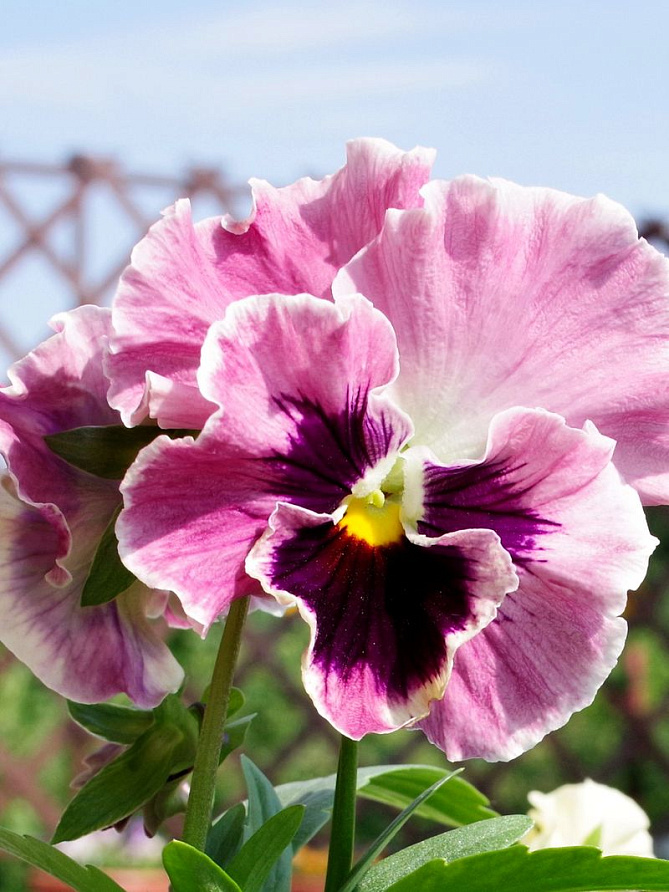 Партнер Виола F1 бахромчатая срезочная ЭПОХА БАРОККО ^(10шт в амп), изображение 5