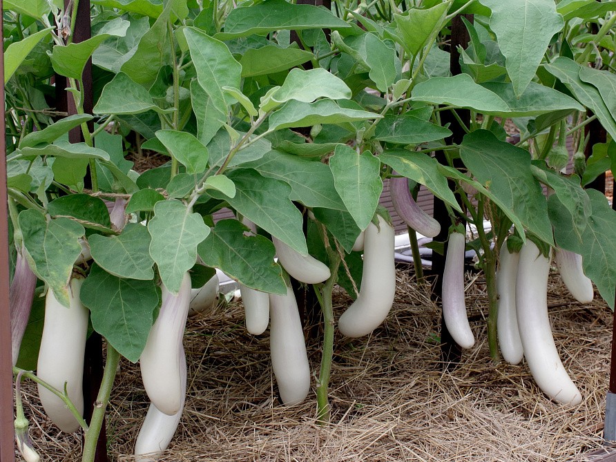 Партнер Баклажан ВИТАЛИК F1 ^(10шт) 2-ной пак, изображение 4