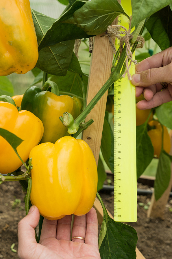 Партнер Перец ТАВИНЬЯНО F1 ^(5шт) 2-ной пак, изображение 2