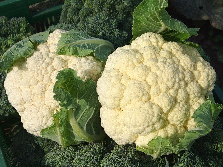 Партнер Капуста цветная УАЙТ ЭКСЕЛ F1 ^(10шт в амп), изображение 3