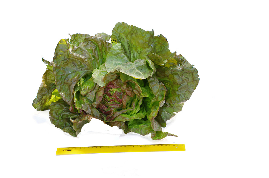 Партнер Салат кочанный РОЗМАРИ ^(1г), изображение 6