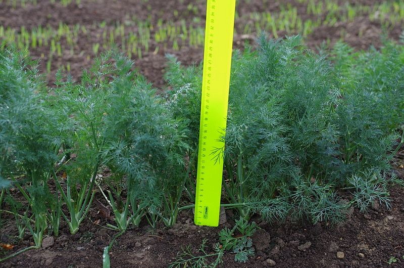 Партнер Укроп ХАНАК ^(2г), изображение 3