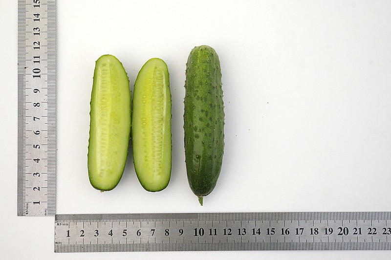 Партнер Огурец ЭКОЛЬ F1 ^(5шт), изображение 4