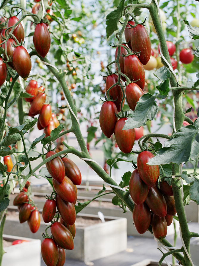 Партнер Томат МИСТИКА F1 ^(5шт) 2-ной пак, изображение 1