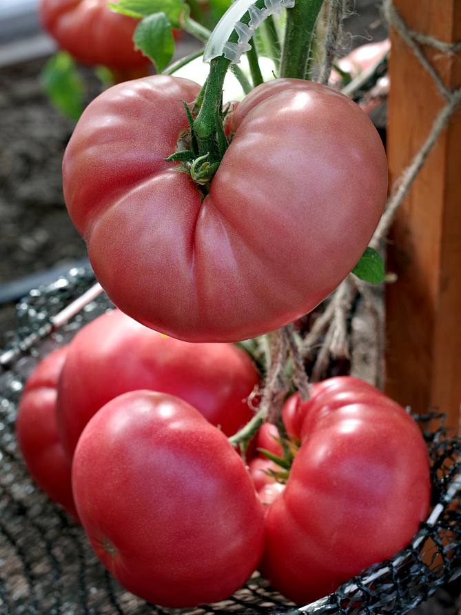 Партнер Томат СКВОРЕЦ F1 ^(0,1гр) 2-ной пак, изображение 4