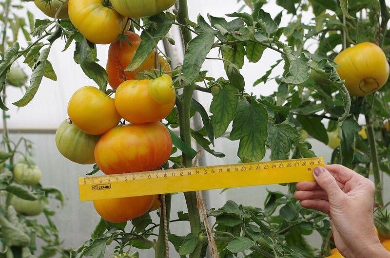 Партнер Томат АЗОЮШКА ^(10шт) 2-ной пак, изображение 3