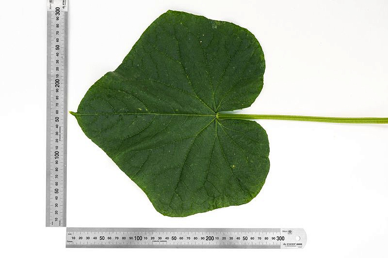 Партнер Огурец ГЕРМАН F1 ^(5шт), изображение 3