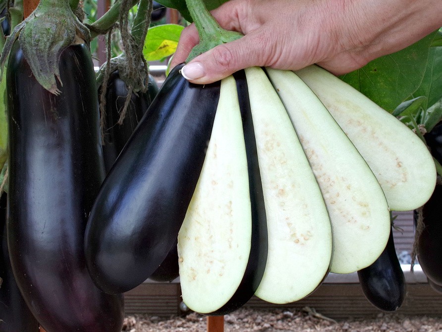 Партнер Баклажан АНДРЮША F1 ^(10шт) 2-ной пак, изображение 3