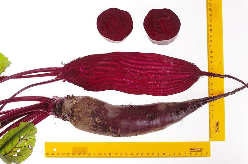 Партнер Свекла КАЛИПСО ^(3г), изображение 5