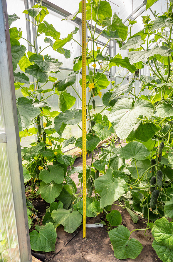 Партнер Огурец ХОББИТ F1 ^(10шт), изображение 1