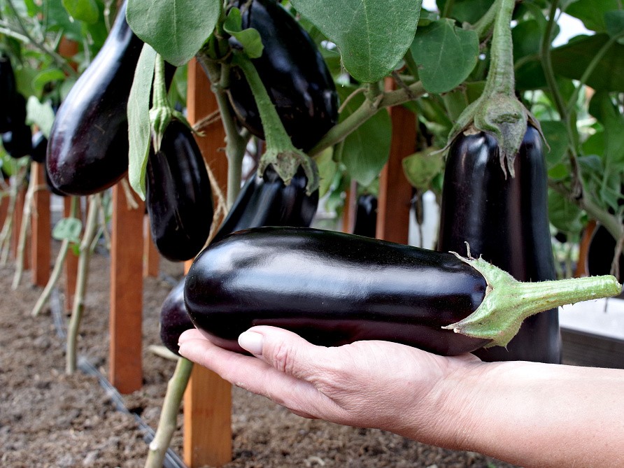 Партнер Баклажан АНДРЮША F1 ^(10шт) 2-ной пак, изображение 1