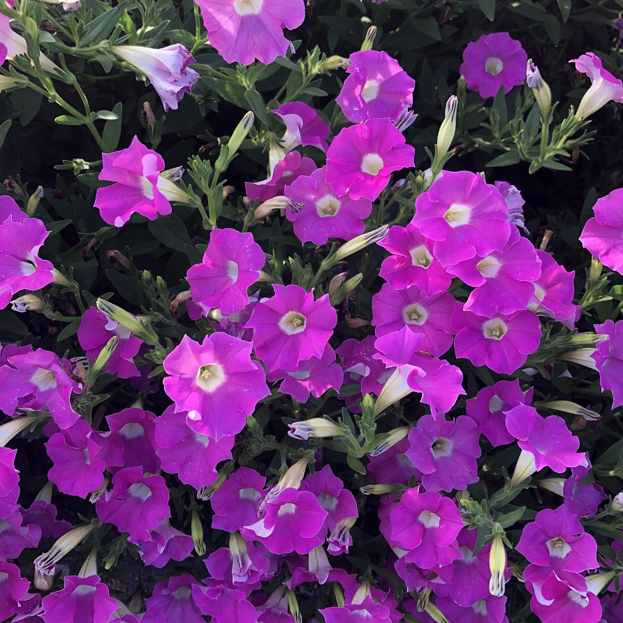 Партнер Петуния серия "Лагуна" АЛЬБЕРТИНА F1 / многоцветковая каскадно-ампельная^(5шт в амп), изображение 1